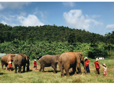 ELEPHANT JUNGLE SANCTUARY Overnight (Include Transportation) 1 Night Stay.